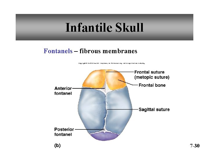 Infantile Skull Fontanels – fibrous membranes 7 -30 