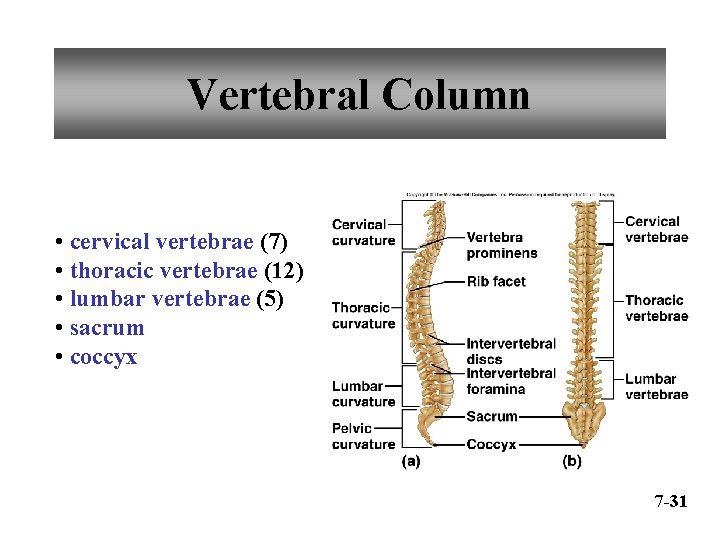 Vertebral Column • cervical vertebrae (7) • thoracic vertebrae (12) • lumbar vertebrae (5)