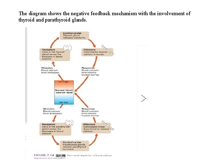 The diagram shows the negative feedback mechanism with the involvement of thyroid and parathyroid