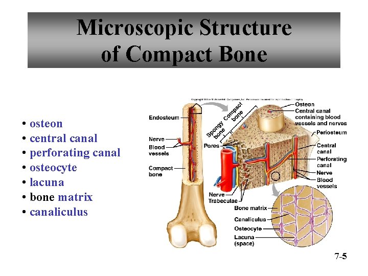 Microscopic Structure of Compact Bone • osteon • central canal • perforating canal •