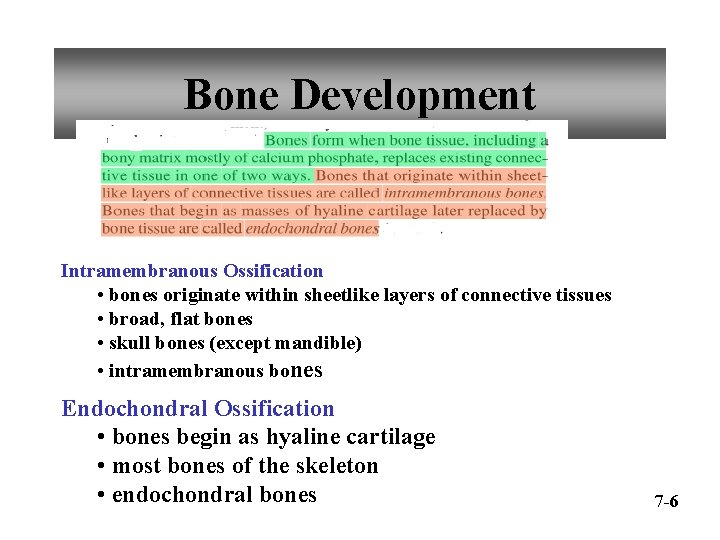 Bone Development Intramembranous Ossification • bones originate within sheetlike layers of connective tissues •