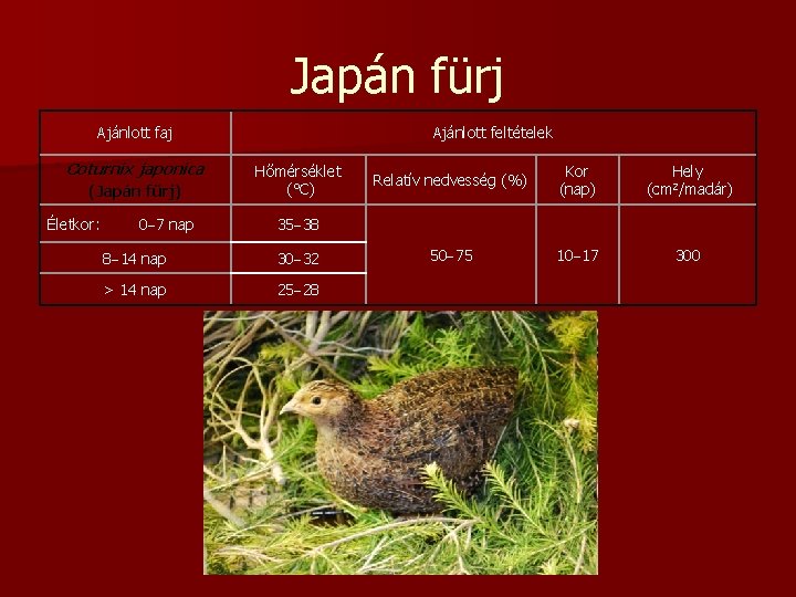 Japán fürj Ajánlott faj Coturnix japonica (Japán fürj) Életkor: 0 7 nap Ajánlott feltételek