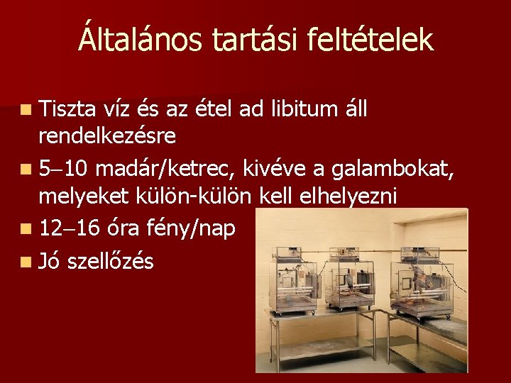 Általános tartási feltételek n Tiszta víz és az étel ad libitum áll rendelkezésre n