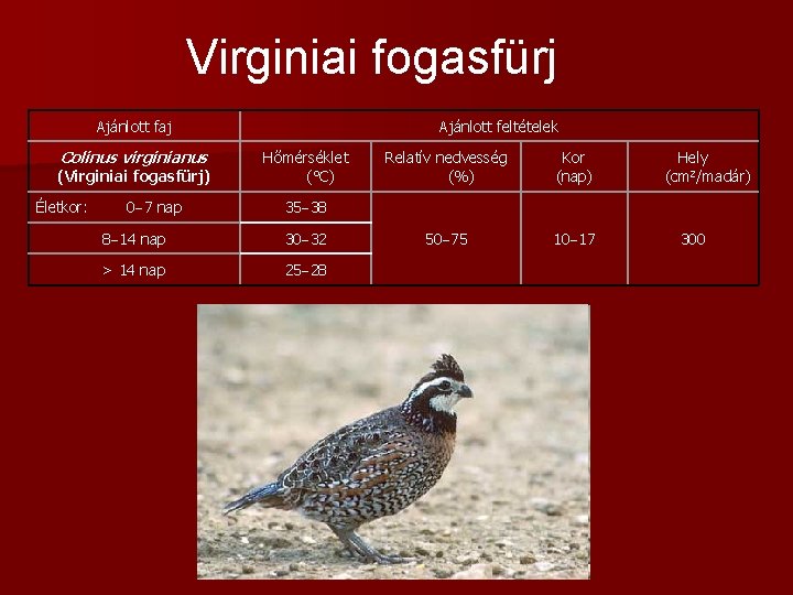 Virginiai fogasfürj Ajánlott faj Colinus virginianus (Virginiai fogasfürj) Életkor: 0 7 nap Ajánlott feltételek