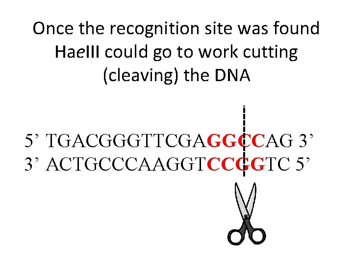 Once the recognition site was found Hae. III could go to work cutting (cleaving)