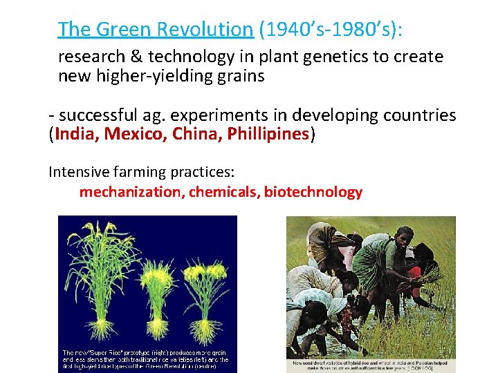 The Green Revolution (1940’s-1980’s): research & technology in plant genetics to create new higher-yielding