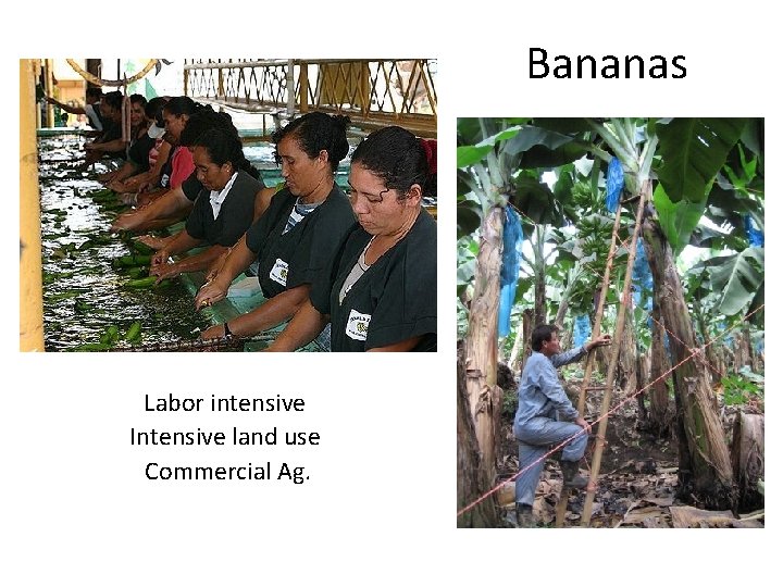 Bananas Labor intensive Intensive land use Commercial Ag. 