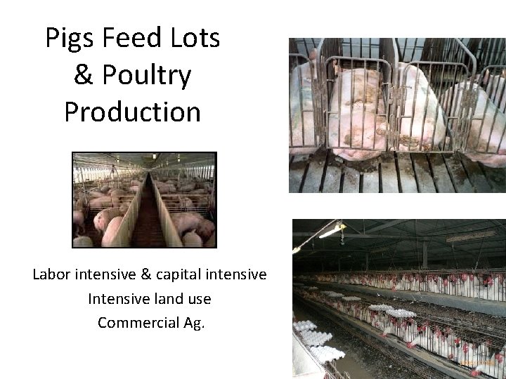 Pigs Feed Lots & Poultry Production Labor intensive & capital intensive Intensive land use