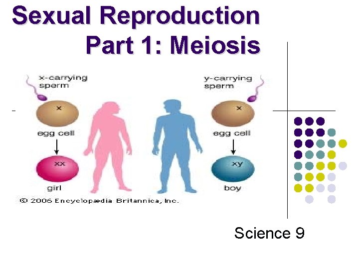 Sexual Reproduction Part 1: Meiosis Science 9 