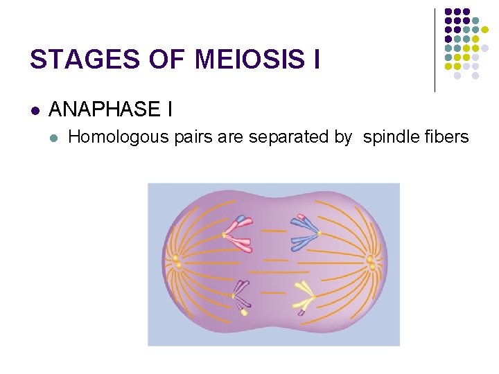 STAGES OF MEIOSIS I l ANAPHASE I l Homologous pairs are separated by spindle