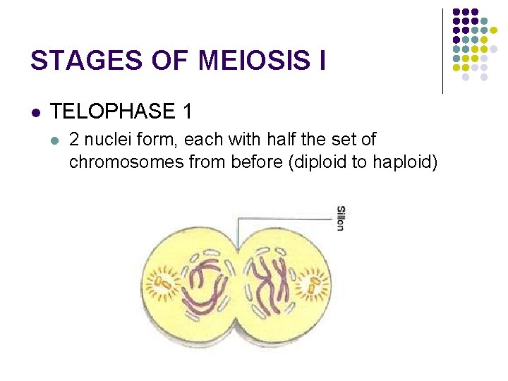 STAGES OF MEIOSIS I l TELOPHASE 1 l 2 nuclei form, each with half