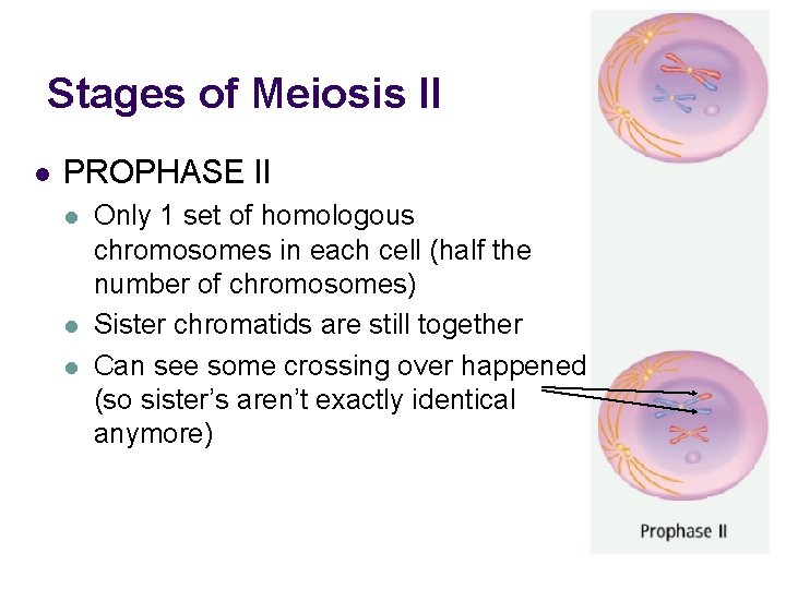 Stages of Meiosis II l PROPHASE II l l l Only 1 set of
