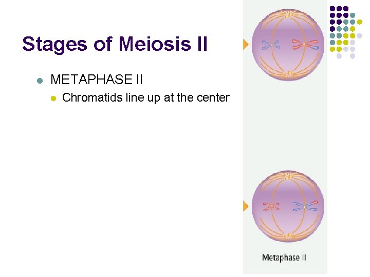 Stages of Meiosis II l METAPHASE II l Chromatids line up at the center