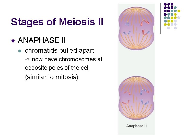 Stages of Meiosis II l ANAPHASE II l chromatids pulled apart -> now have