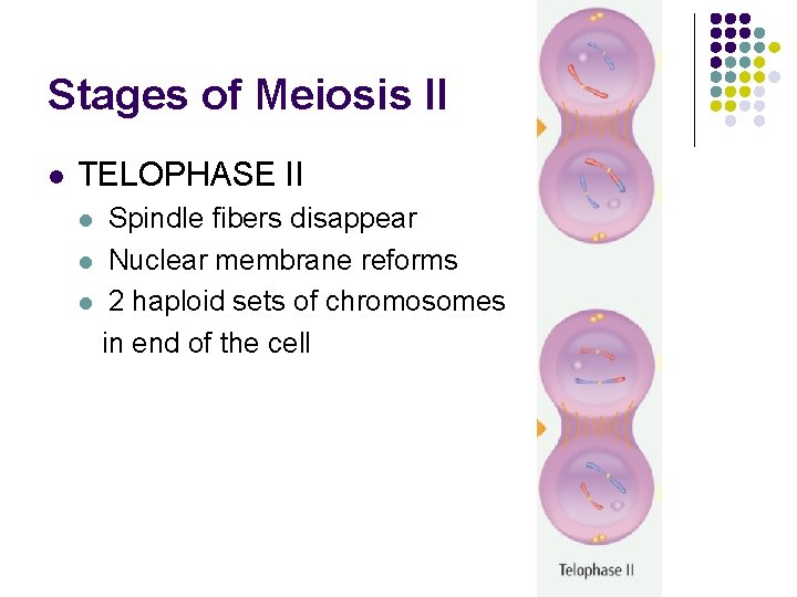 Stages of Meiosis II l TELOPHASE II Spindle fibers disappear l Nuclear membrane reforms