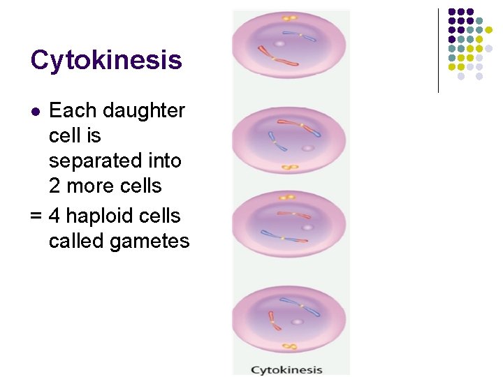 Cytokinesis Each daughter cell is separated into 2 more cells = 4 haploid cells