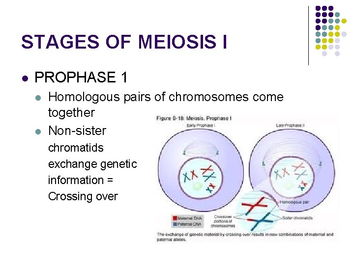 STAGES OF MEIOSIS I l PROPHASE 1 l l Homologous pairs of chromosomes come