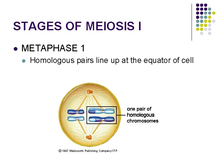 STAGES OF MEIOSIS I l METAPHASE 1 l Homologous pairs line up at the