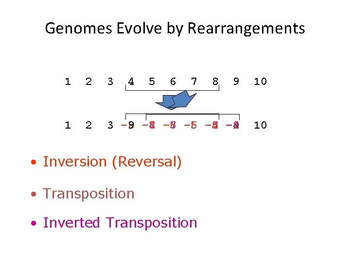 Genomes Evolve by Rearrangements 1 2 3 4 5 6 7 9 10 1