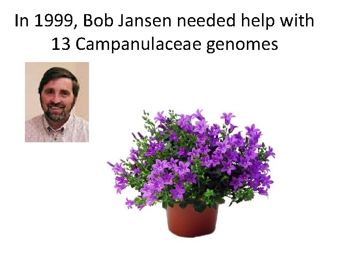 In 1999, Bob Jansen needed help with 13 Campanulaceae genomes 