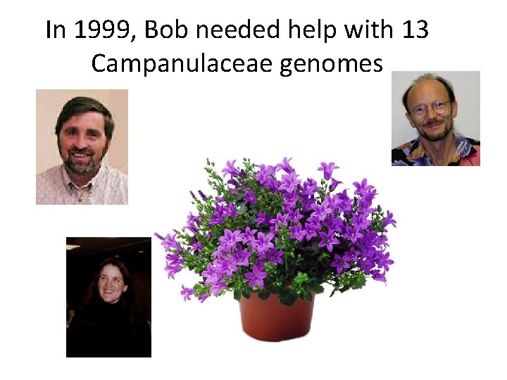 In 1999, Bob needed help with 13 Campanulaceae genomes 