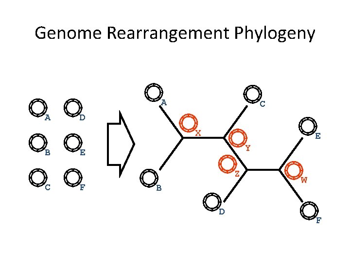 Genome Rearrangement Phylogeny A A C D X B E Y E Z C