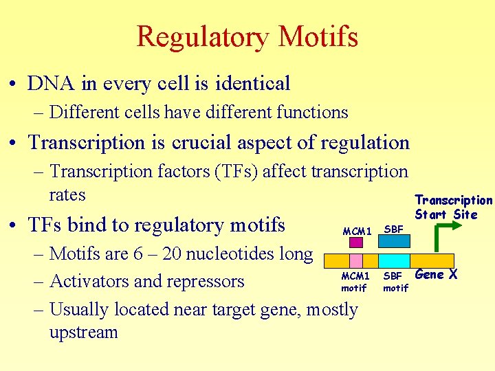 Regulatory Motifs • DNA in every cell is identical – Different cells have different