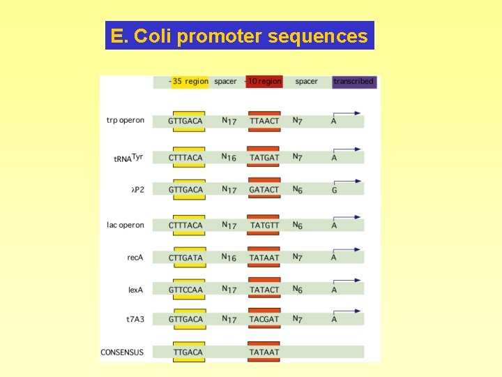 E. Coli promoter sequences 