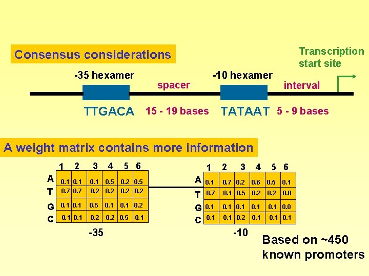 Transcription start site Consensus considerations -35 hexamer -10 hexamer spacer interval TTGACA 15 -