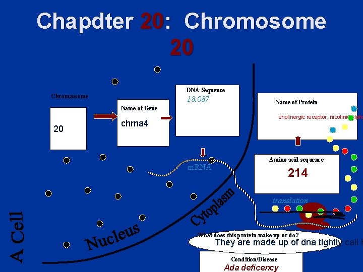 Chapdter 20: Chromosome 20 DNA Sequence Chromzosome 18. 087 Name of Gene 20 Name