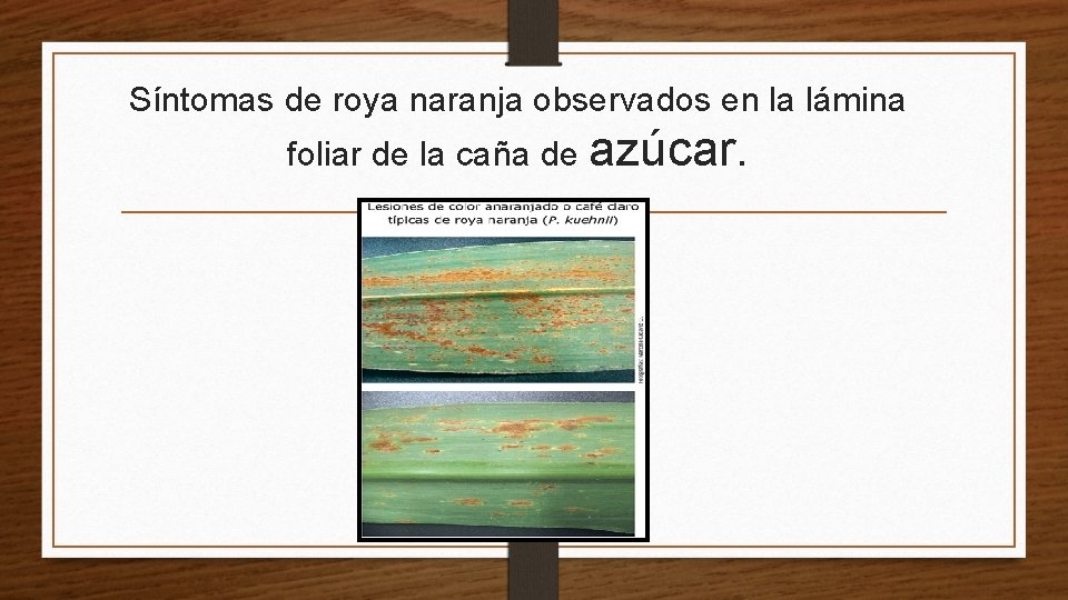 Síntomas de roya naranja observados en la lámina foliar de la caña de azúcar.