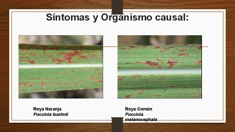 Síntomas y Organismo causal: Roya Naranja Puccinia kuehnii Roya Común Puccinia melanocephala 