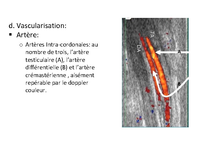 d. Vascularisation: § Artère: o Artères Intra-cordonales: au nombre de trois, l’artère testiculaire (A),