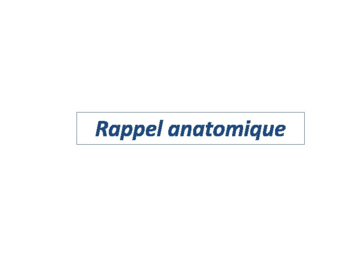 Rappel anatomique 