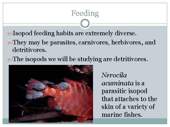 Feeding Isopod feeding habits are extremely diverse. They may be parasites, carnivores, herbivores, and