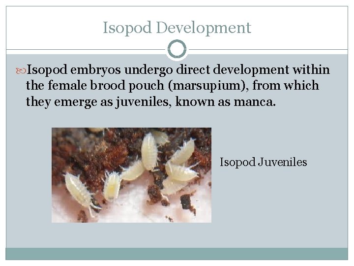 Isopod Development Isopod embryos undergo direct development within the female brood pouch (marsupium), from