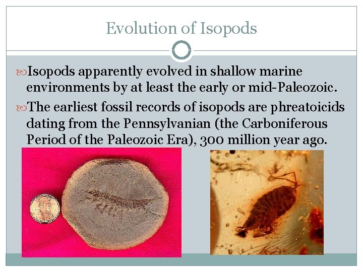 Evolution of Isopods apparently evolved in shallow marine environments by at least the early