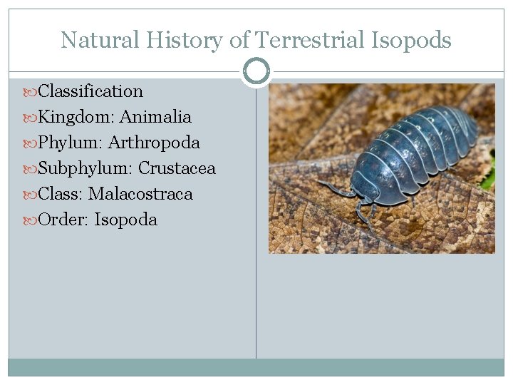 Natural History of Terrestrial Isopods Classification Kingdom: Animalia Phylum: Arthropoda Subphylum: Crustacea Class: Malacostraca