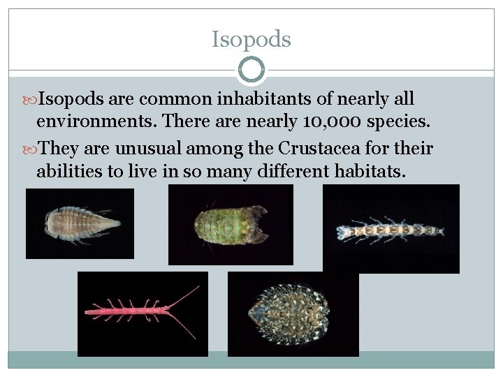 Isopods are common inhabitants of nearly all environments. There are nearly 10, 000 species.