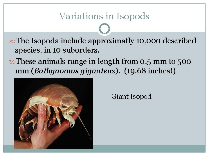 Variations in Isopods The Isopoda include approximatly 10, 000 described species, in 10 suborders.