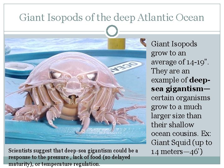 Giant Isopods of the deep Atlantic Ocean Scientists suggest that deep-sea gigantism could be