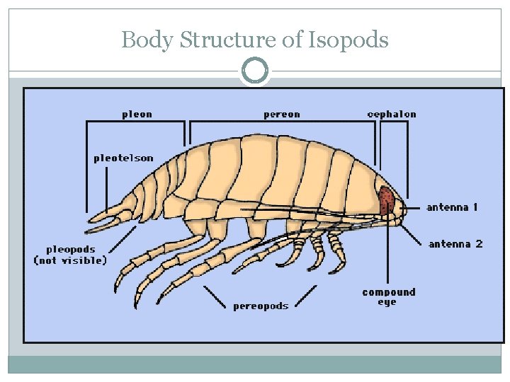 Body Structure of Isopods 