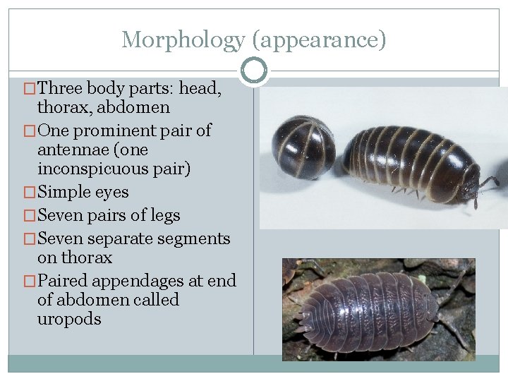 Morphology (appearance) �Three body parts: head, thorax, abdomen �One prominent pair of antennae (one