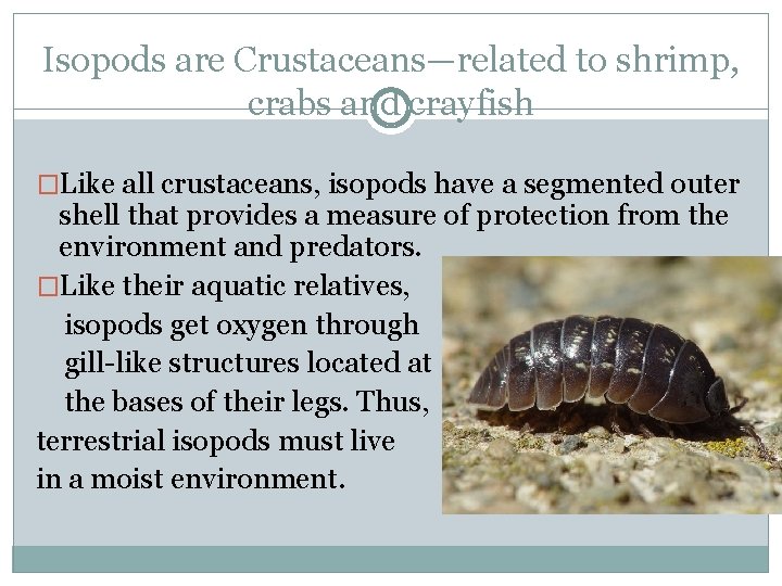 Isopods are Crustaceans—related to shrimp, crabs and crayfish �Like all crustaceans, isopods have a