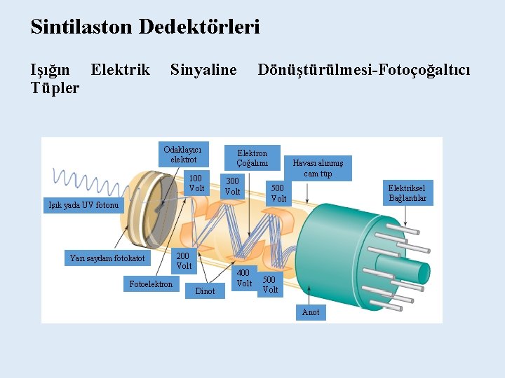 Sintilaston Dedektörleri Işığın Elektrik Tüpler Sinyaline Odaklayıcı elektrot 100 Volt Elektron Çoğalımı 300 Volt