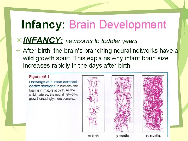 Infancy: Brain Development INFANCY: newborns to toddler years. After birth, the brain’s branching neural