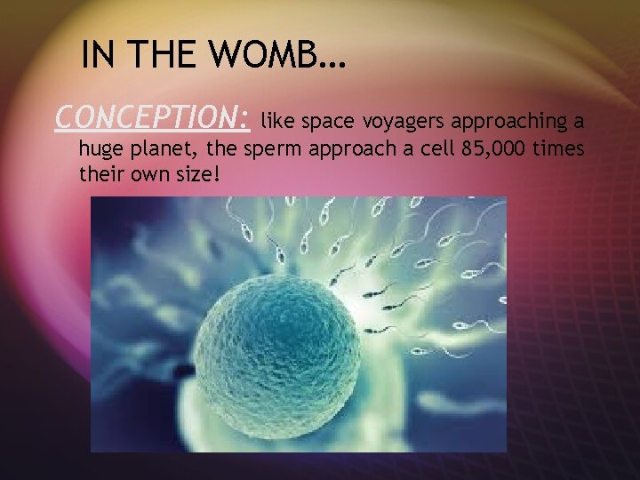 IN THE WOMB… CONCEPTION: like space voyagers approaching a huge planet, the sperm approach