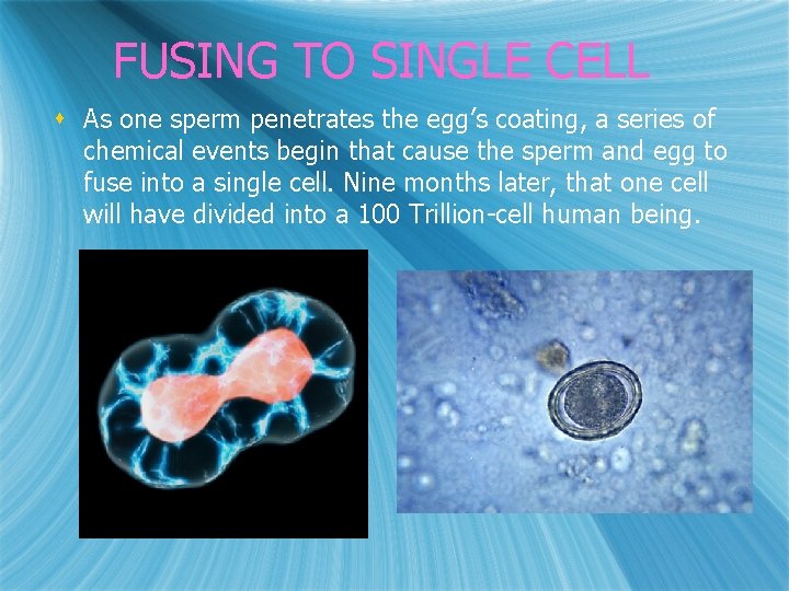 FUSING TO SINGLE CELL s As one sperm penetrates the egg’s coating, a series