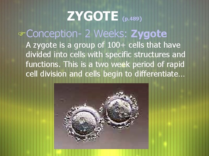 ZYGOTE (p. 489) FConception- 2 Weeks: Zygote A zygote is a group of 100+