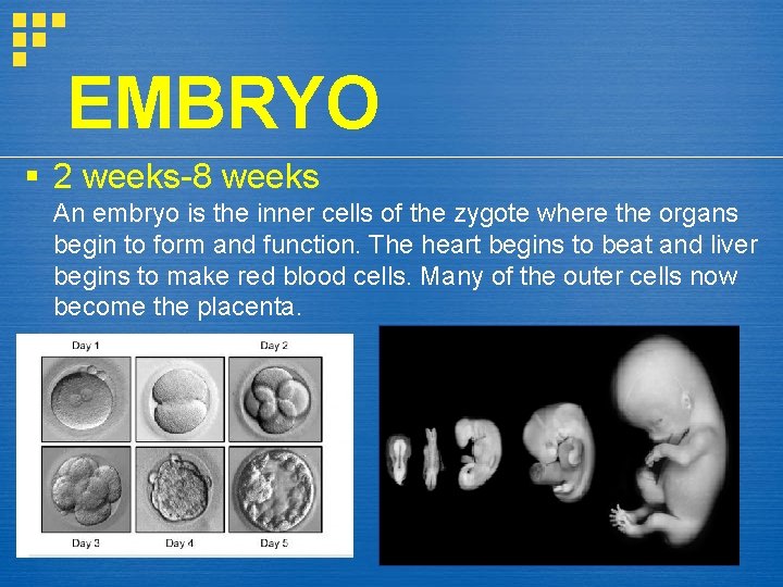 EMBRYO § 2 weeks-8 weeks An embryo is the inner cells of the zygote